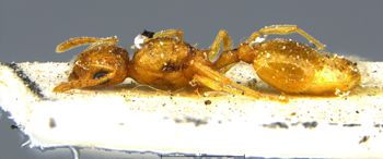Media type: image;   Entomology 28841 Aspect: habitus lateral view